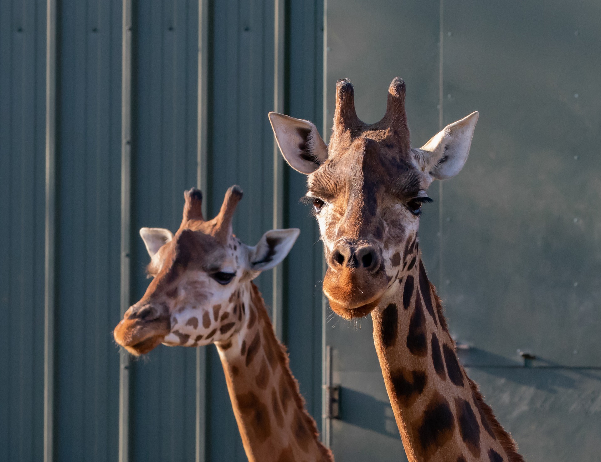 最大54％オフ！ シンガポール動物園 キリン ぬいぐるみ クッション